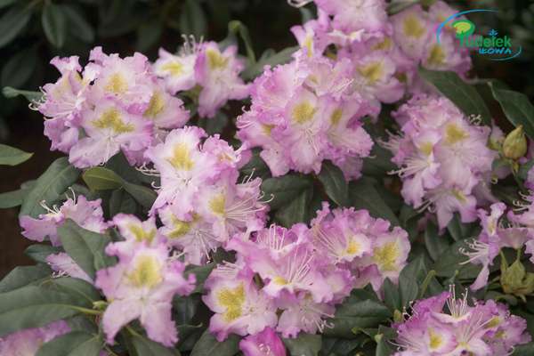 Rhododendron Virginia Delp
